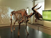 auroch, Copenhagen, Danish National Museum, Denmark : auroch, Copenhagen, Danish National Museum, Denmark