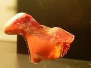 amber animal sculpture, Copenhagen, Danish National Museum, Denmark : amber animal sculpture, Copenhagen, Danish National Museum, Denmark