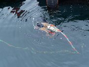 Copenhagen, Denmark, recovering bicycles from harbour : Copenhagen, Denmark, recovering bicycles from harbour