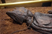 Denmark, Silkeborg, Tollund Man : Denmark, Silkeborg, Tollund Man