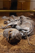 Denmark, Silkeborg, Tollund Man : Denmark, Silkeborg, Tollund Man