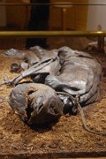 Denmark, Silkeborg, Tollund Man : Denmark, Silkeborg, Tollund Man