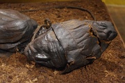 Denmark, Silkeborg, Tollund Man : Denmark, Silkeborg, Tollund Man