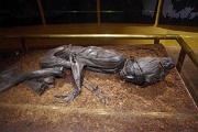 Denmark, Silkeborg, Tollund Man : Denmark, Silkeborg, Tollund Man