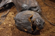 Denmark, Silkeborg, Tollund Man : Denmark, Silkeborg, Tollund Man