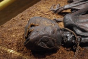 Denmark, Silkeborg, Tollund Man : Denmark, Silkeborg, Tollund Man