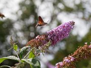 20200818_X8181215_EM1II_DxO-std