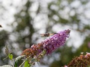 20200818_X8181216_EM1II_DxO-std