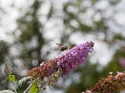 20200818_X8181217_EM1II_DxO-std