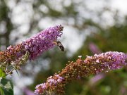 20200818_X8181218_EM1II_DxO-std