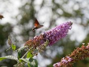 20200818_X8181223_EM1II_DxO-std