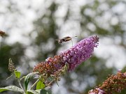 20200818_X8181224_EM1II_DxO-std