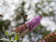 20200818_X8181225_EM1II_DxO-std