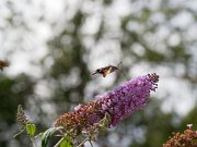 20200818_X8181226_EM1II_DxO-std