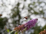 20200818_X8181227_EM1II_DxO-std