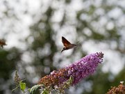 20200818_X8181228_EM1II_DxO-std