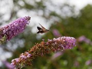 20200818_X8181229_EM1II_DxO-std