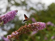 20200818_X8181230_EM1II_DxO-std