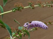 20200818_X8181237_EM1II_DxO-std