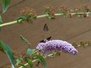 20200818_X8181240_EM1II_DxO-std