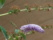 20200818_X8181241_EM1II_DxO-std