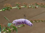 20200818_X8181243_EM1II_DxO-std