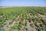 Hungary peppers near Hajos : Hungary