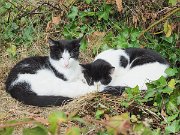 Aughnanure Castle, Ireland : Aughnanure Castle, Ireland