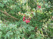 Galway, Ireland, roadside Fuchsias : Galway, Ireland, roadside Fuchsias