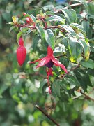 Galway, Ireland, roadside Fuchsias : Galway, Ireland, roadside Fuchsias