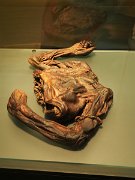 bog man, Dublin, Ireland, Iron Age Oldcroghan Man, National Museum of Archaeology : bog man, Dublin, Ireland, Iron Age Oldcroghan Man, National Museum of Archaeology