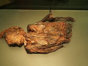 Clonycavan bog man, Dublin, Early iron age, Ireland, National Museum of Archaeology : Clonycavan bog man, Dublin, Early iron age, Ireland, National Museum of Archaeology