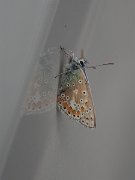 fritillary butterfly on car, Ireland, Jerpoint Abbey : fritillary butterfly on car, Ireland, Jerpoint Abbey