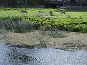 donkeys, Ireland, Trim : donkeys, Ireland, Trim
