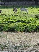 donkeys, Ireland, Trim : donkeys, Ireland, Trim