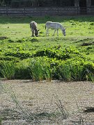 donkeys, Ireland, Trim : donkeys, Ireland, Trim