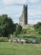 donkeys, Ireland, St Mary's Abbey, Trim : donkeys, Ireland, St Mary's Abbey, Trim