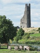 donkeys, Ireland, St Mary's Abbey, Trim : donkeys, Ireland, St Mary's Abbey, Trim