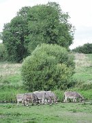 donkeys, Ireland, Trim : donkeys, Ireland, Trim