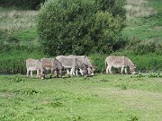 donkeys, Ireland, Trim : donkeys, Ireland, Trim