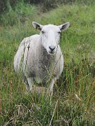 Ireland, Old Military Road : Ireland, Old Military Road