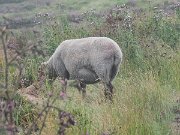 Ireland, Old Military Road : Ireland, Old Military Road