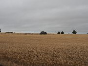 Brownshill Portal Tomb, Ireland : Brownshill Portal Tomb, Ireland