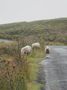 Ireland, Old Military Road : Ireland, Old Military Road