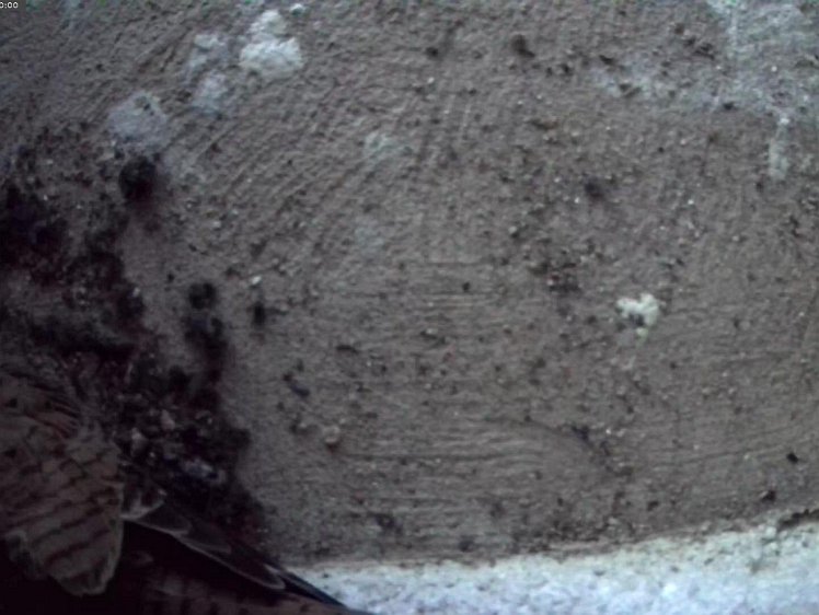 Frame_2021-07-09_05-00-01 The first hatched before 5am 9 July 2021