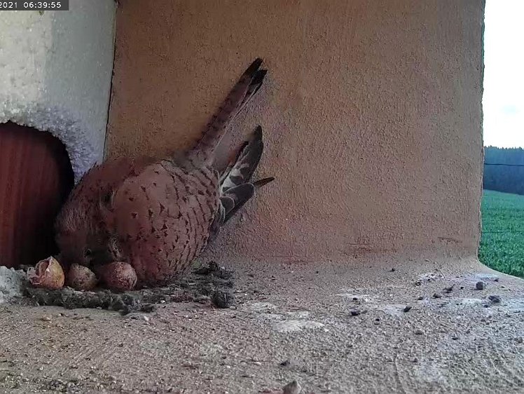 Frame_2021-07-09_06-39-55 Still two eggs