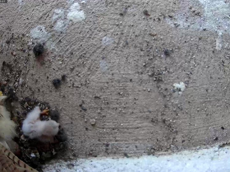 Frame_2021-07-09_09-53-07 Day 1