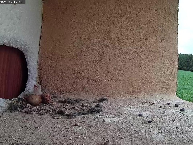 Frame_2021-07-09_12-10-19 Day 1