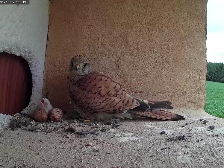 Frame_2021-07-09_12-13-39 Day 1