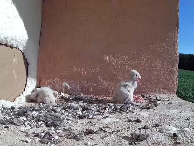 2021-07-18 08-48-39 video 08:48 the chicks have started walking